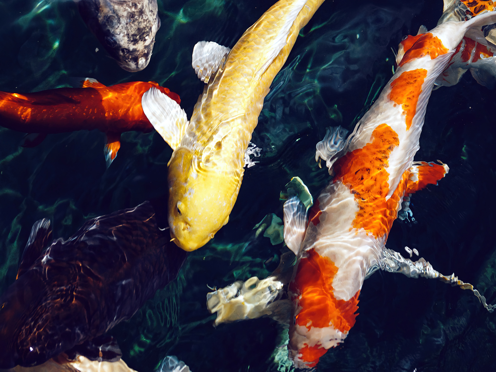 Разноцветные карпы плавают в воде