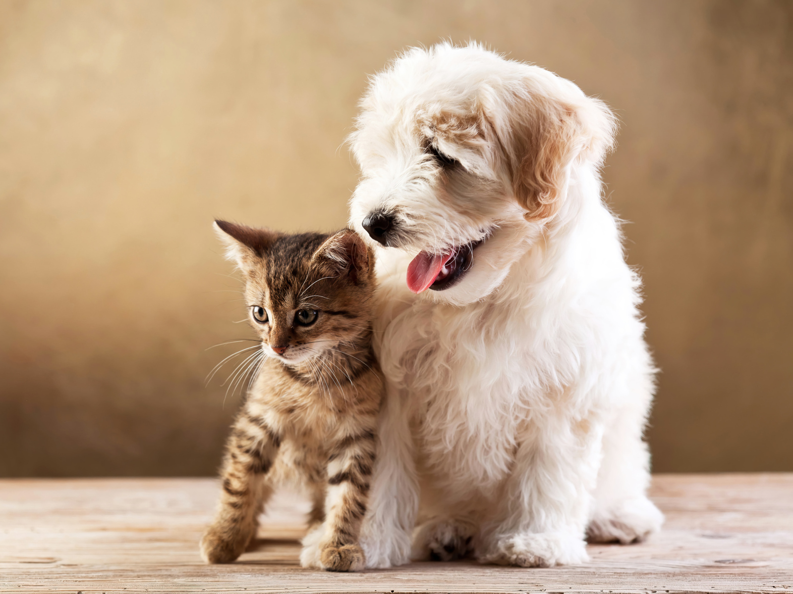 Маленький пушистый щенок с серым котенком