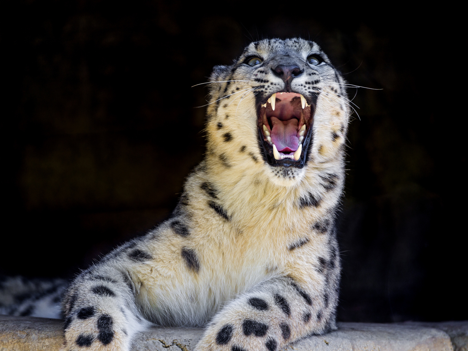 Ирбис с открытой пастью лежит на камне