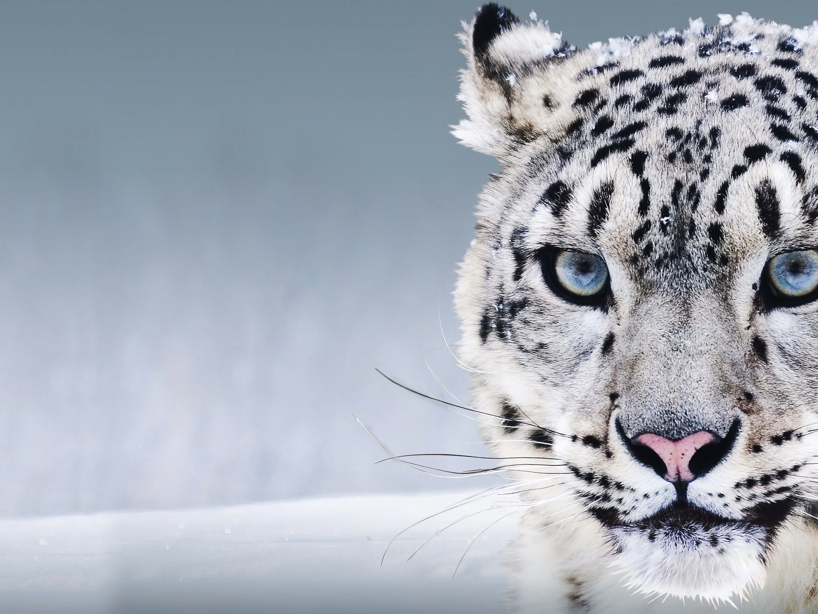 Большой голубоглазый снежный барс