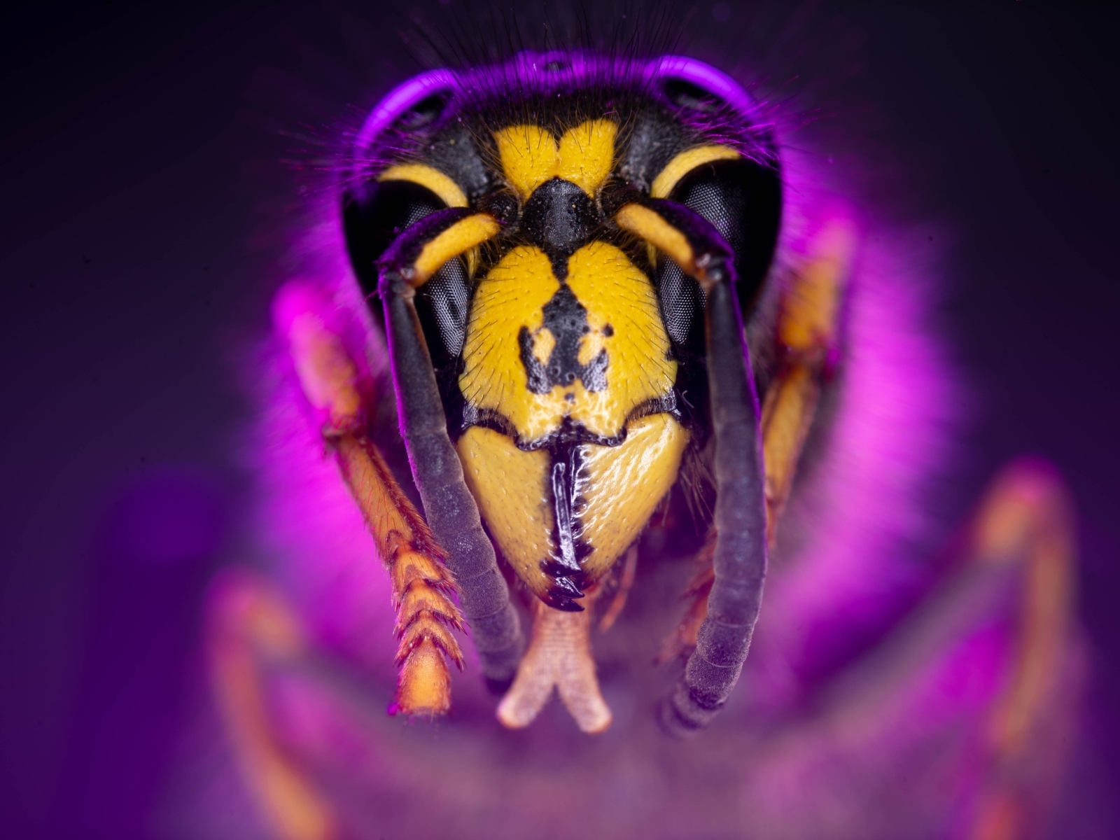 Голова пчелы макросъемка 