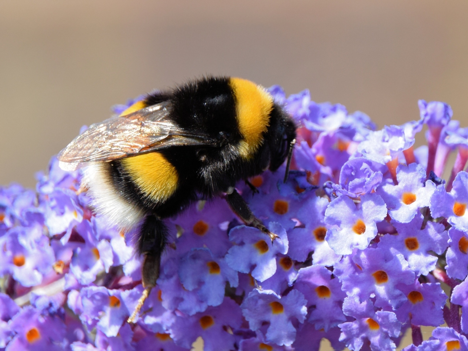 Маленький шмель на сиреневых цветах