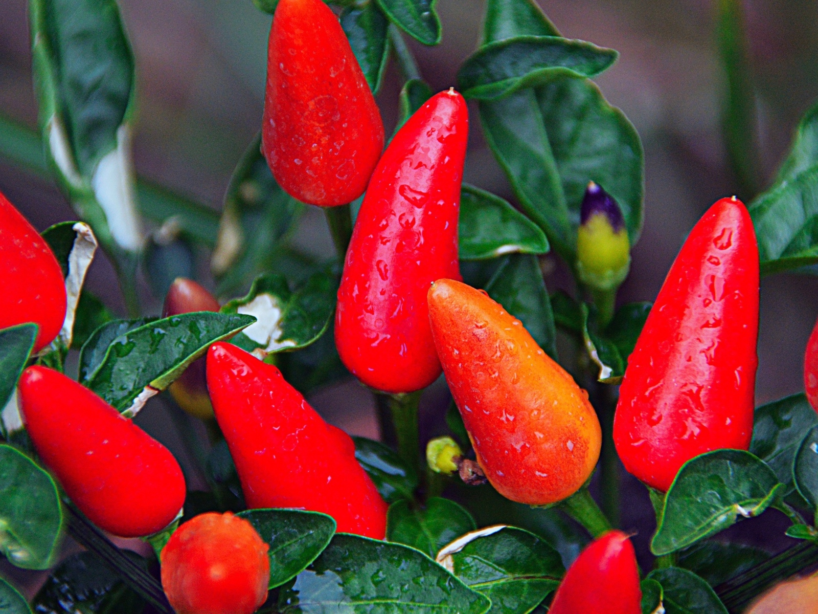 Мокрый красный перец крупным планом