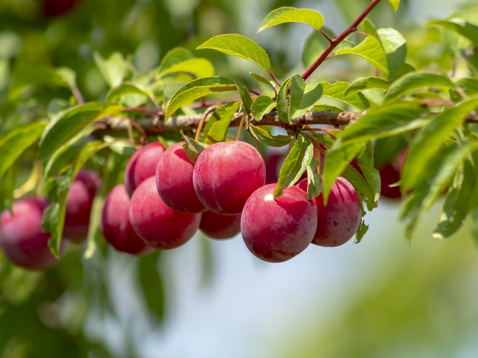 Аппетитные розовые сливы на ветке в лучах солнца