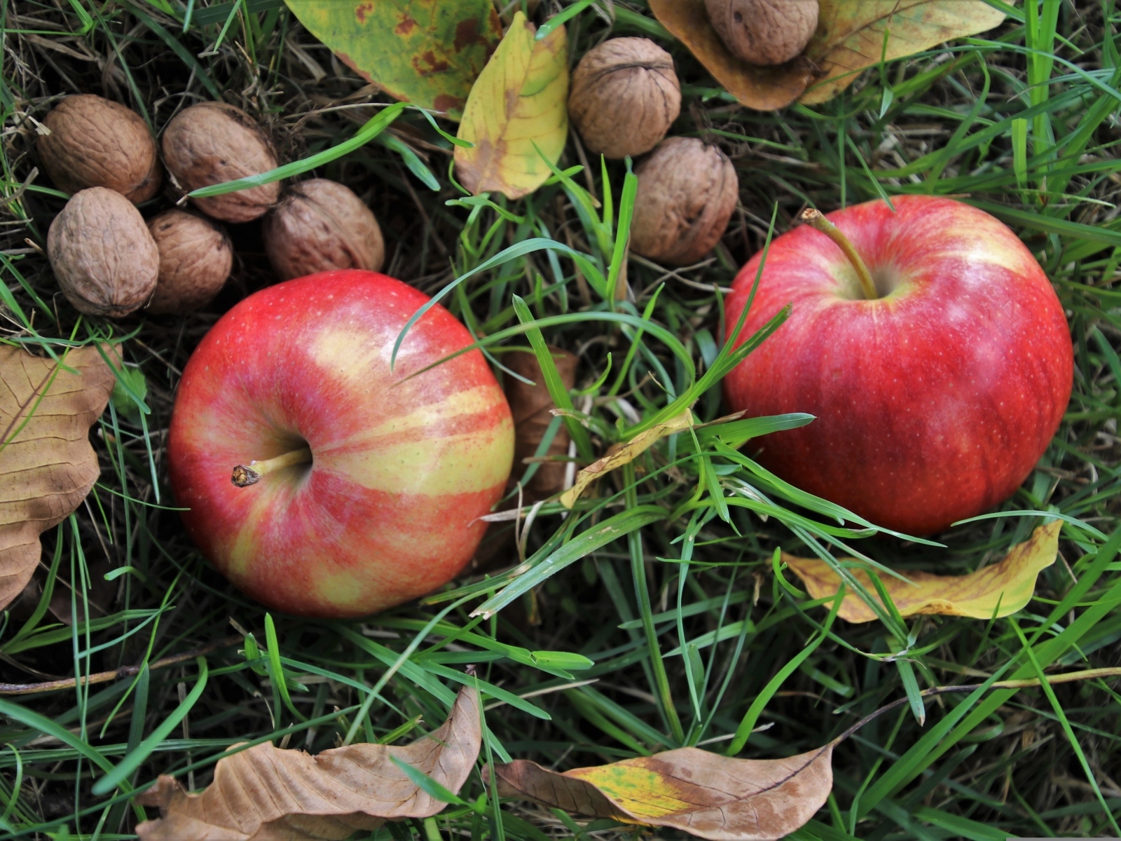 Два красных яблока с грецкими орехами в траве
