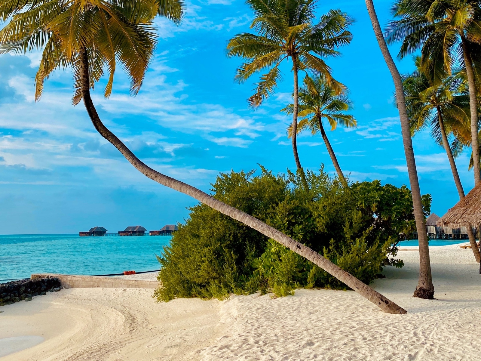 Высокие пальмы и белый песок на тропическом пляже