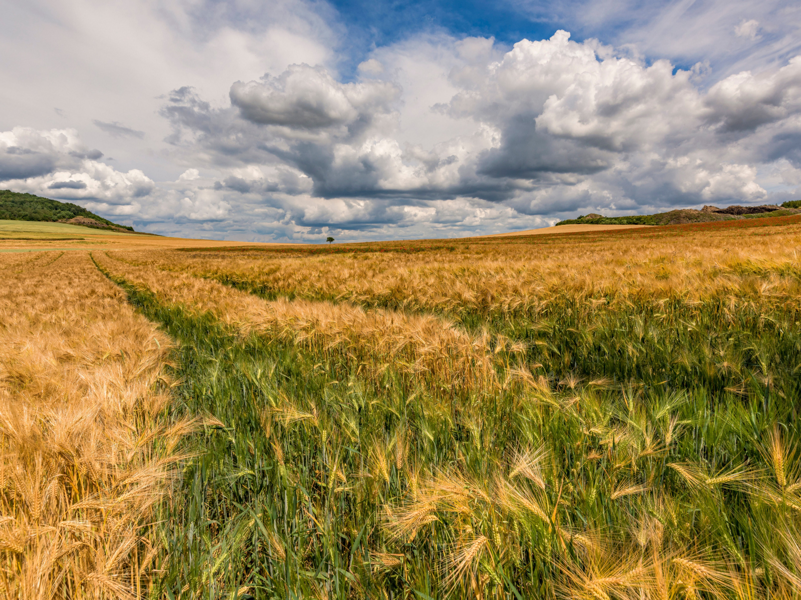 Пшеничное поле под густыми белыми облаками в небе