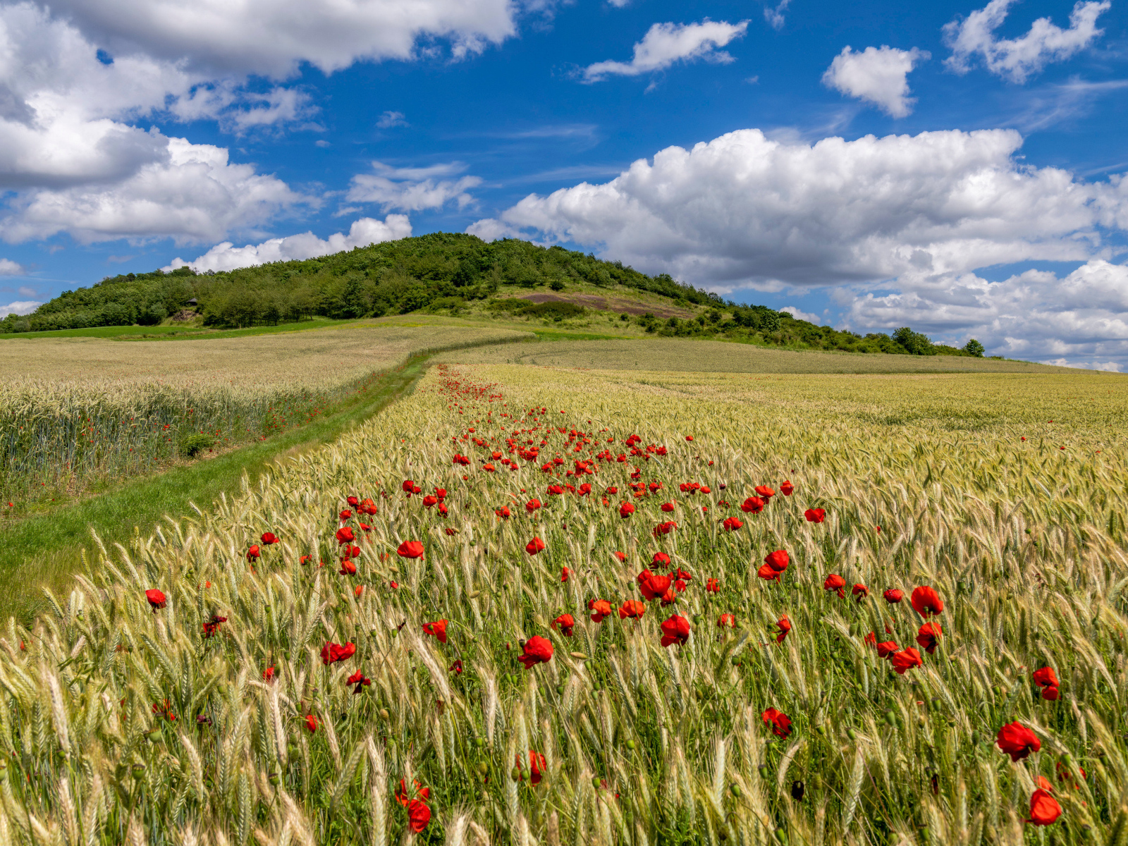 Белые облака над полем с пшеницей и красными маками