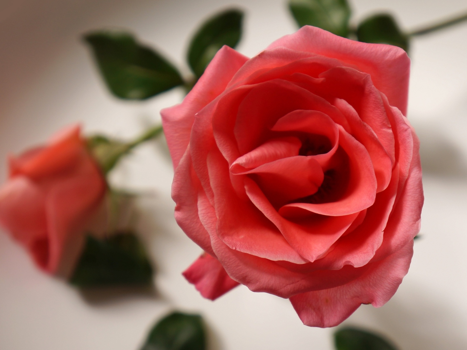 Настоящая роза кремового цвета