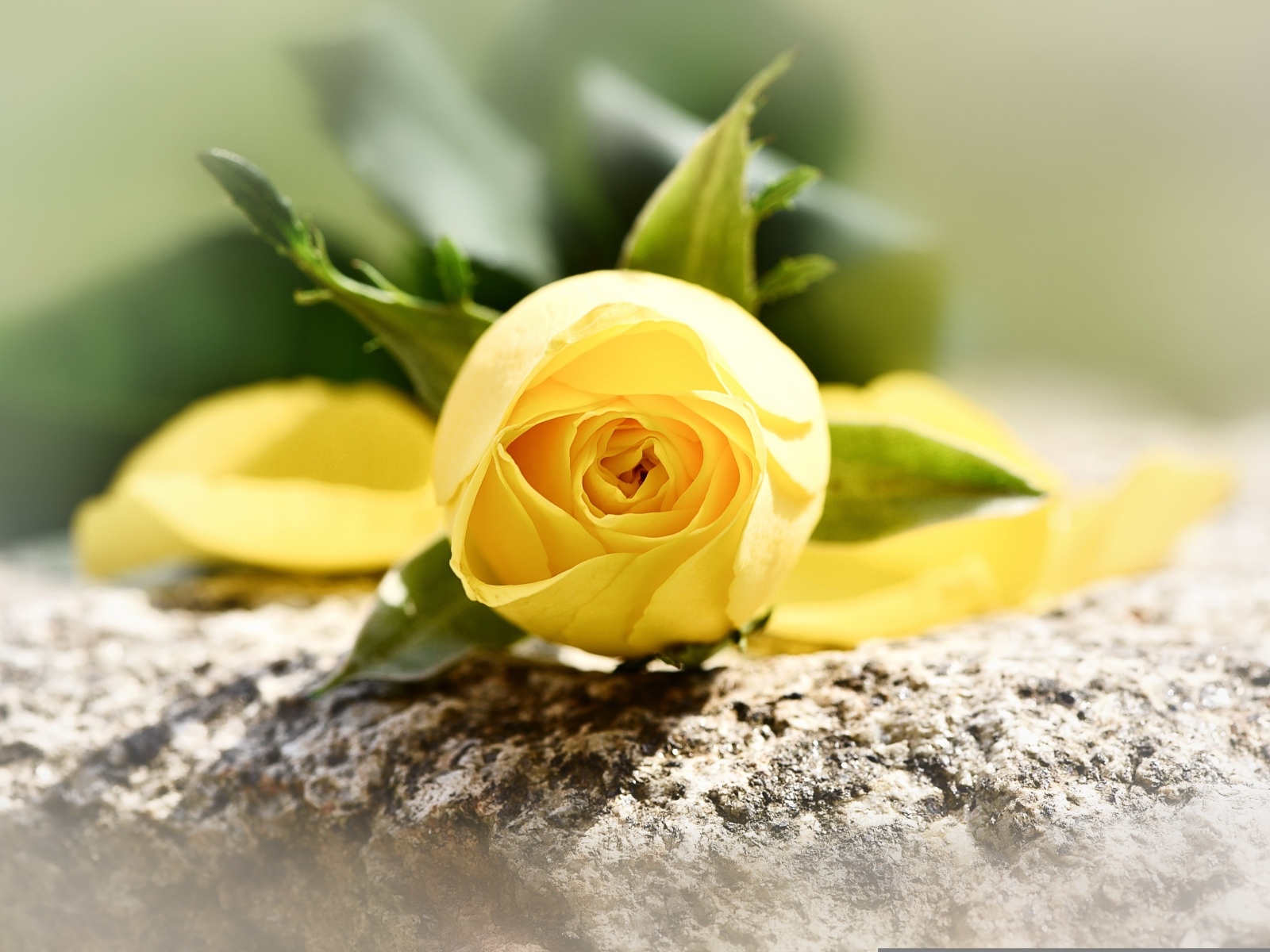 Желтая роза лежит на камне