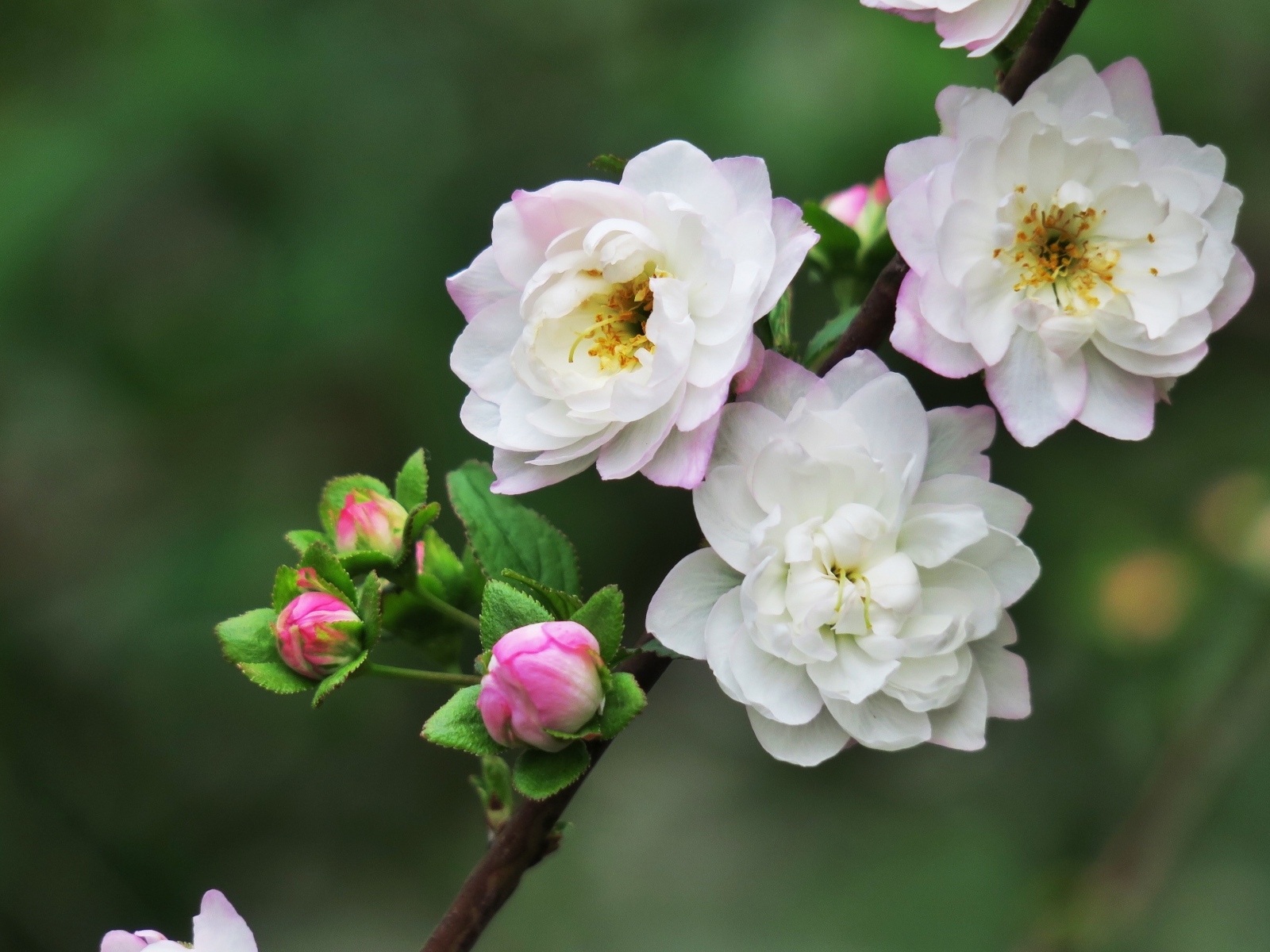 Красивые цветы распускаются на ветке дерева весной