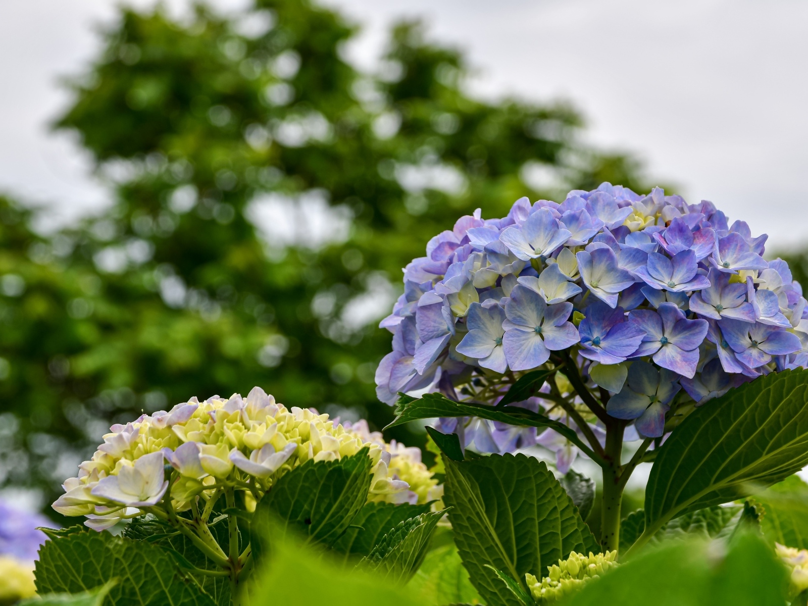 Красивые цветы гортензии распускаются на клумбе