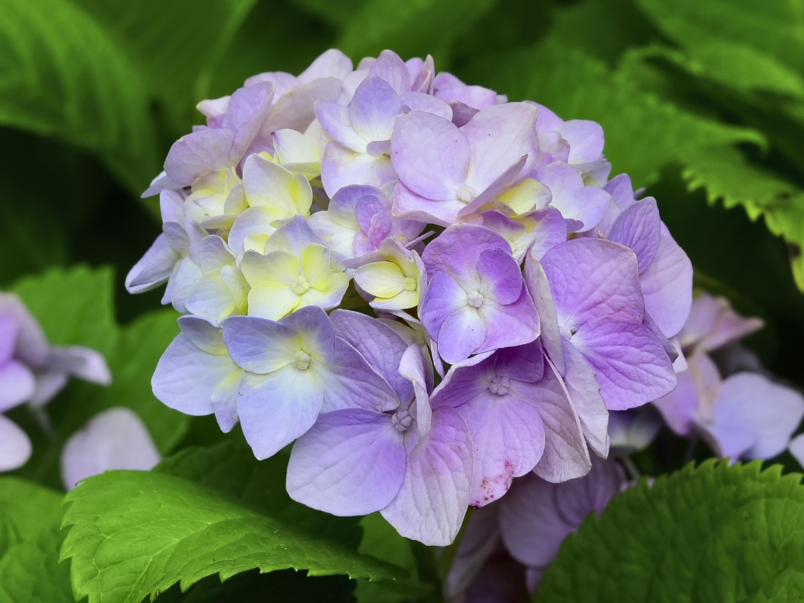 Красивый сиреневый цветок гортензии 