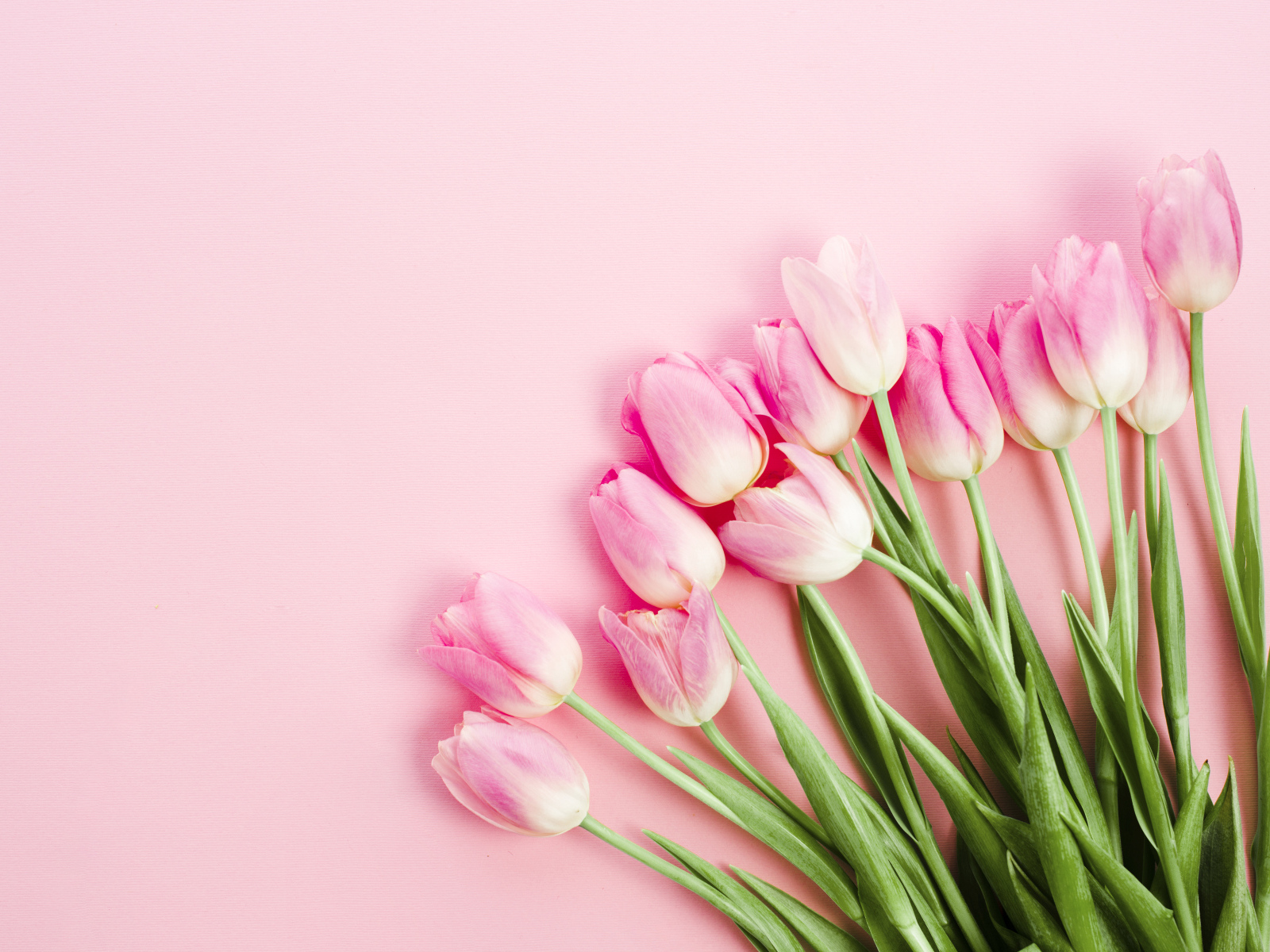 Букет розовых тюльпанов с зелеными листьями весной