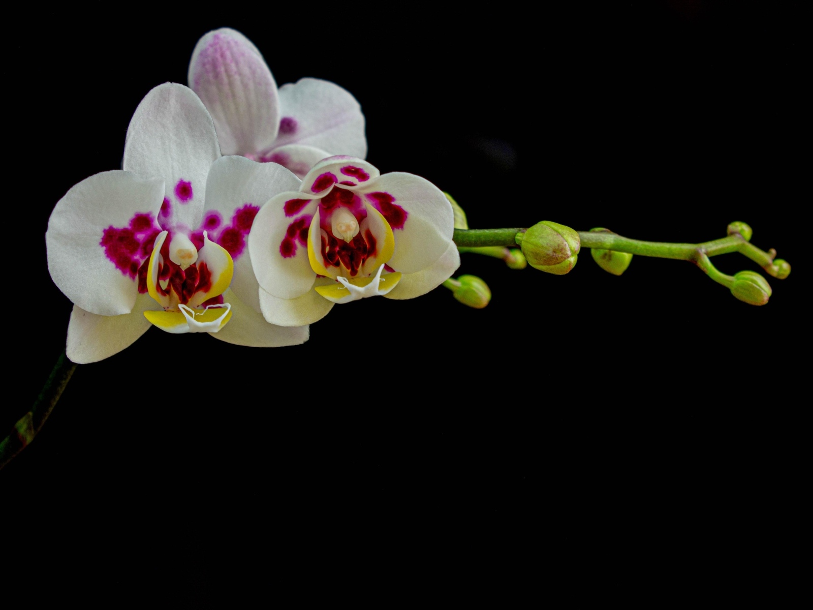 Ветка с необычными цветами орхидеи с бутонами на черном фоне