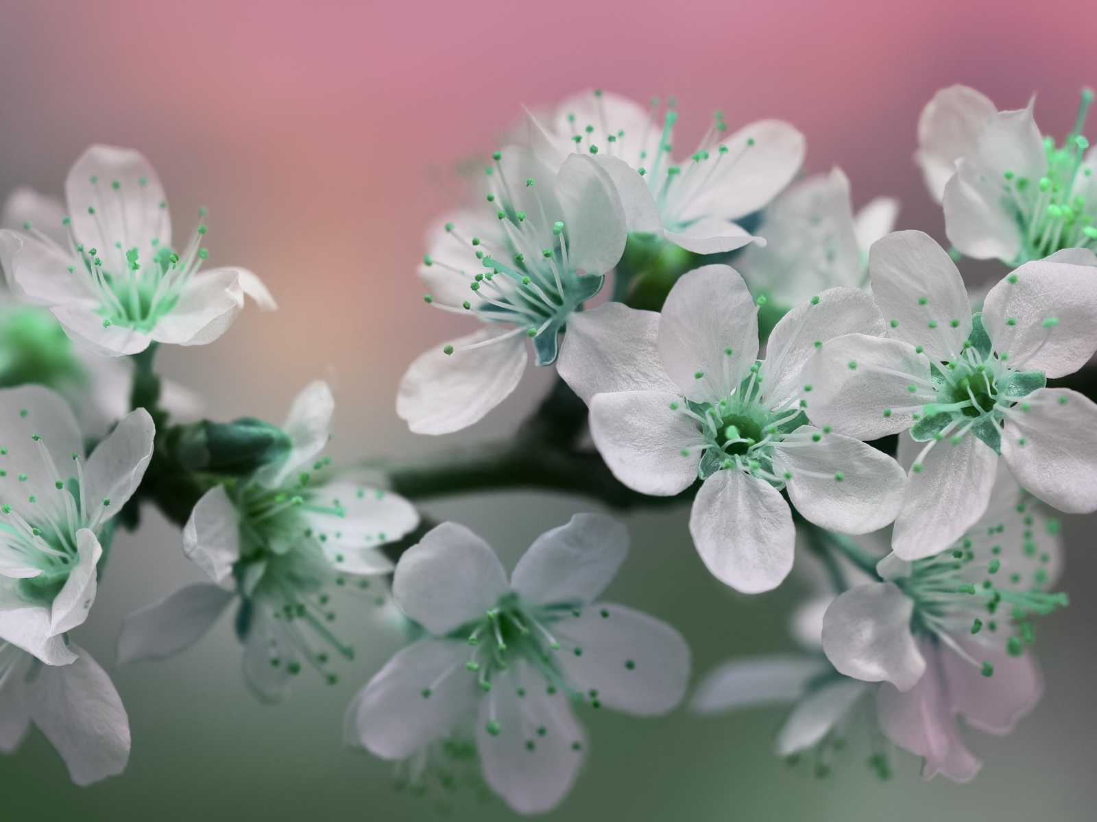 Цветы вишни с белыми лепестками на ветке дерева