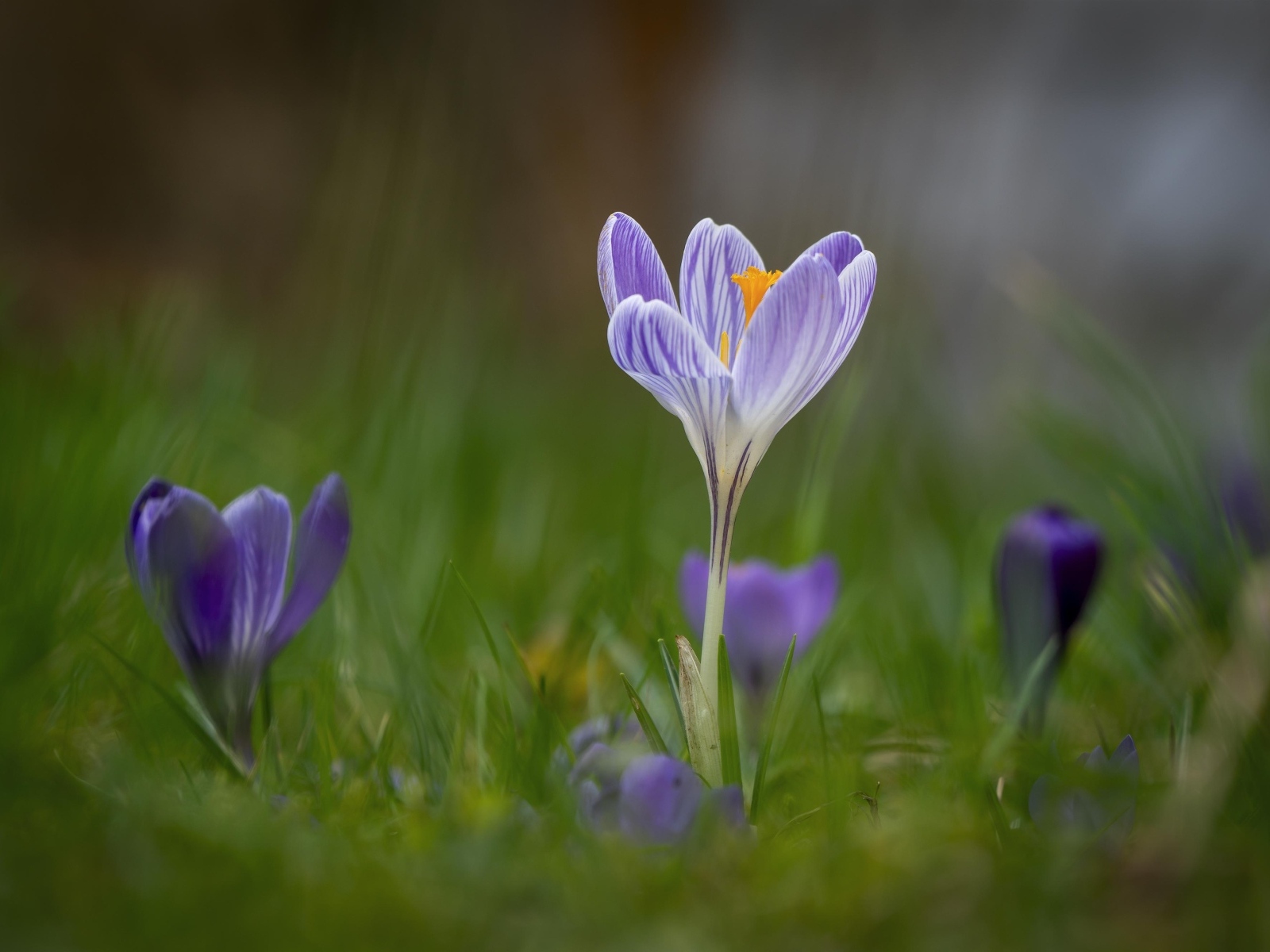 Свежие полевые крокусы весной