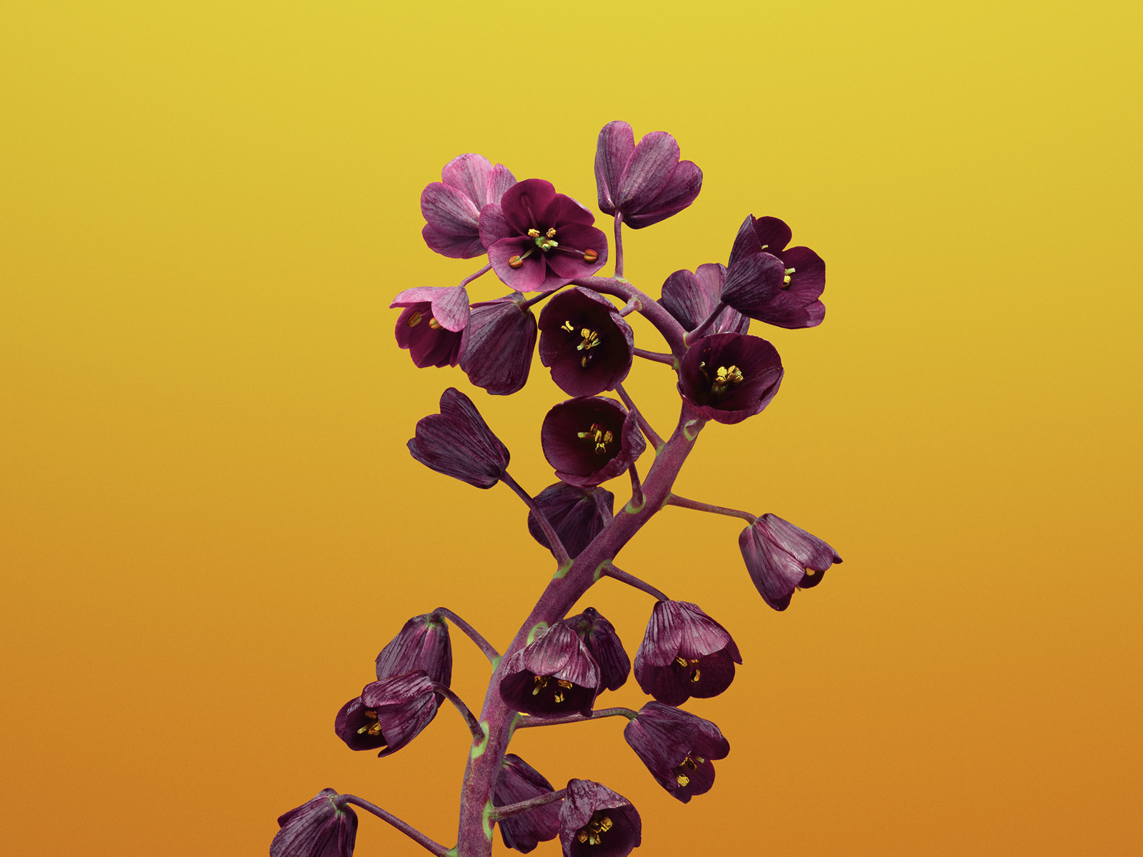 Цветы рябчика на желтом фоне