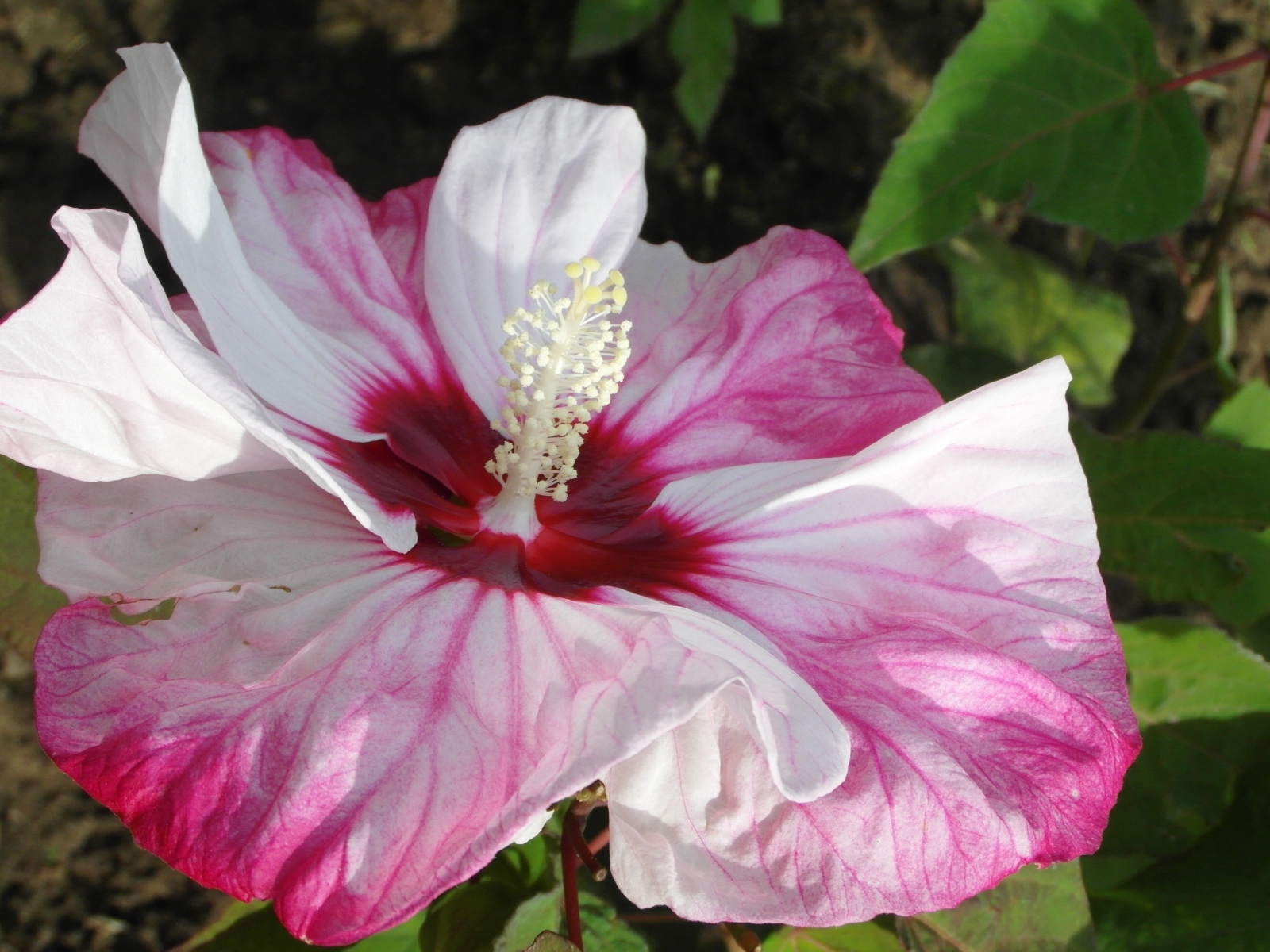 Большой бело-розовый цветок гибискуса