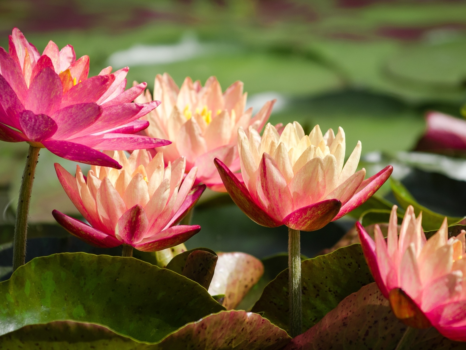 Много розовых кувшинок в пруду