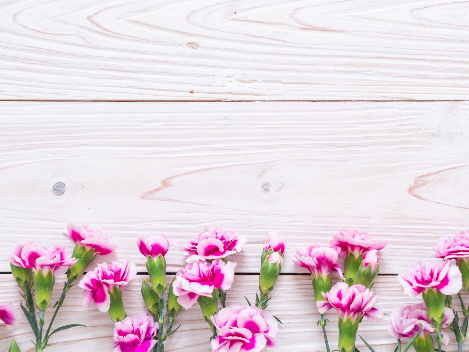 Много розовых цветов гвоздики на деревянном фоне