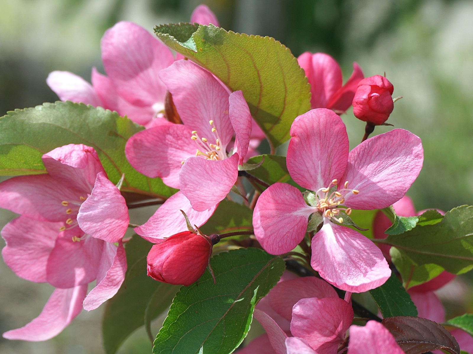 Розовые цветы яблони на дереве весной
