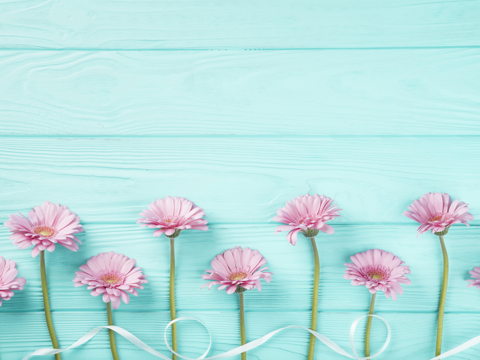 Розовые герберы с белой лентой на голубом столе