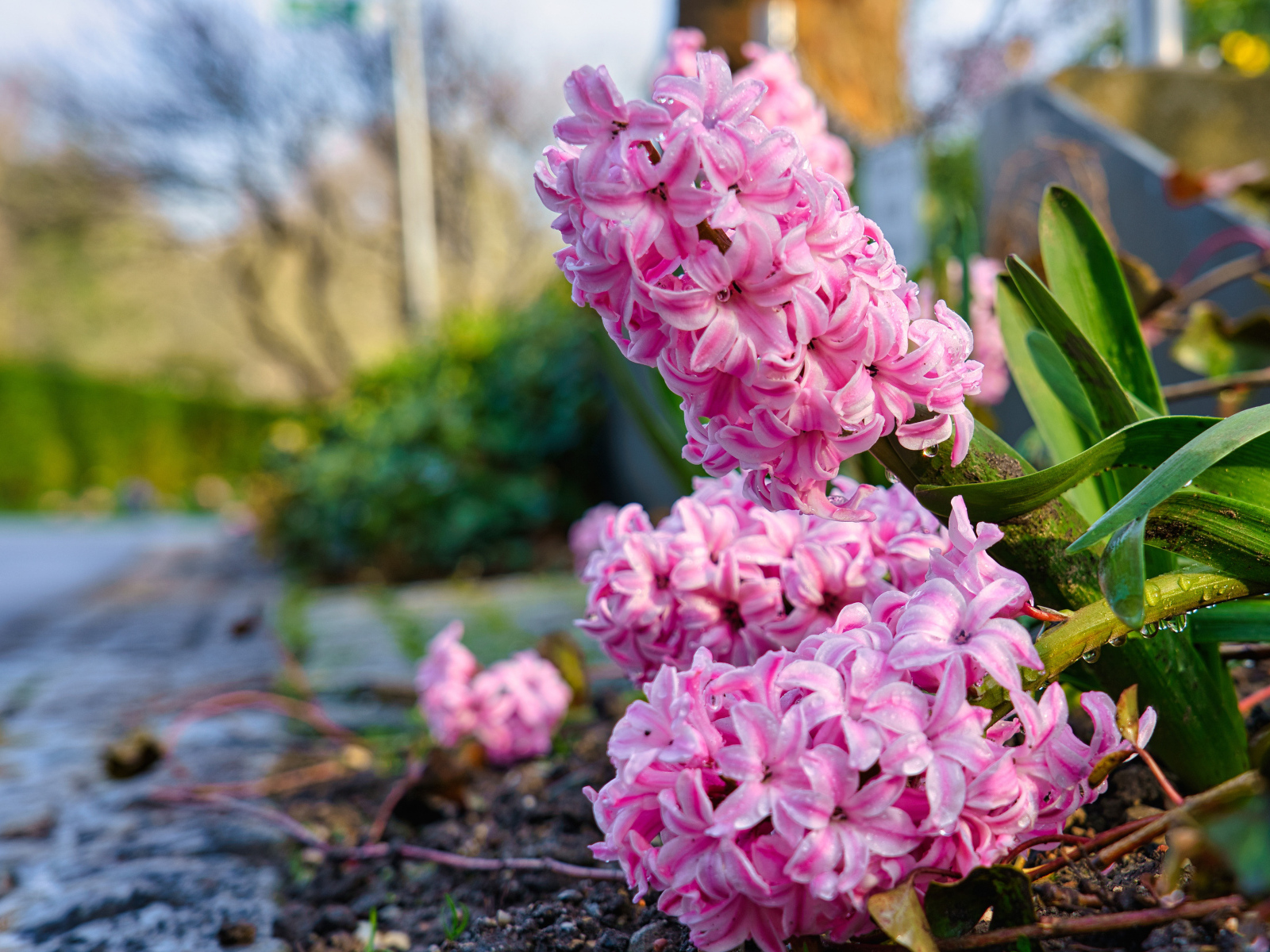 Розовые цветы гиацинта после дождя