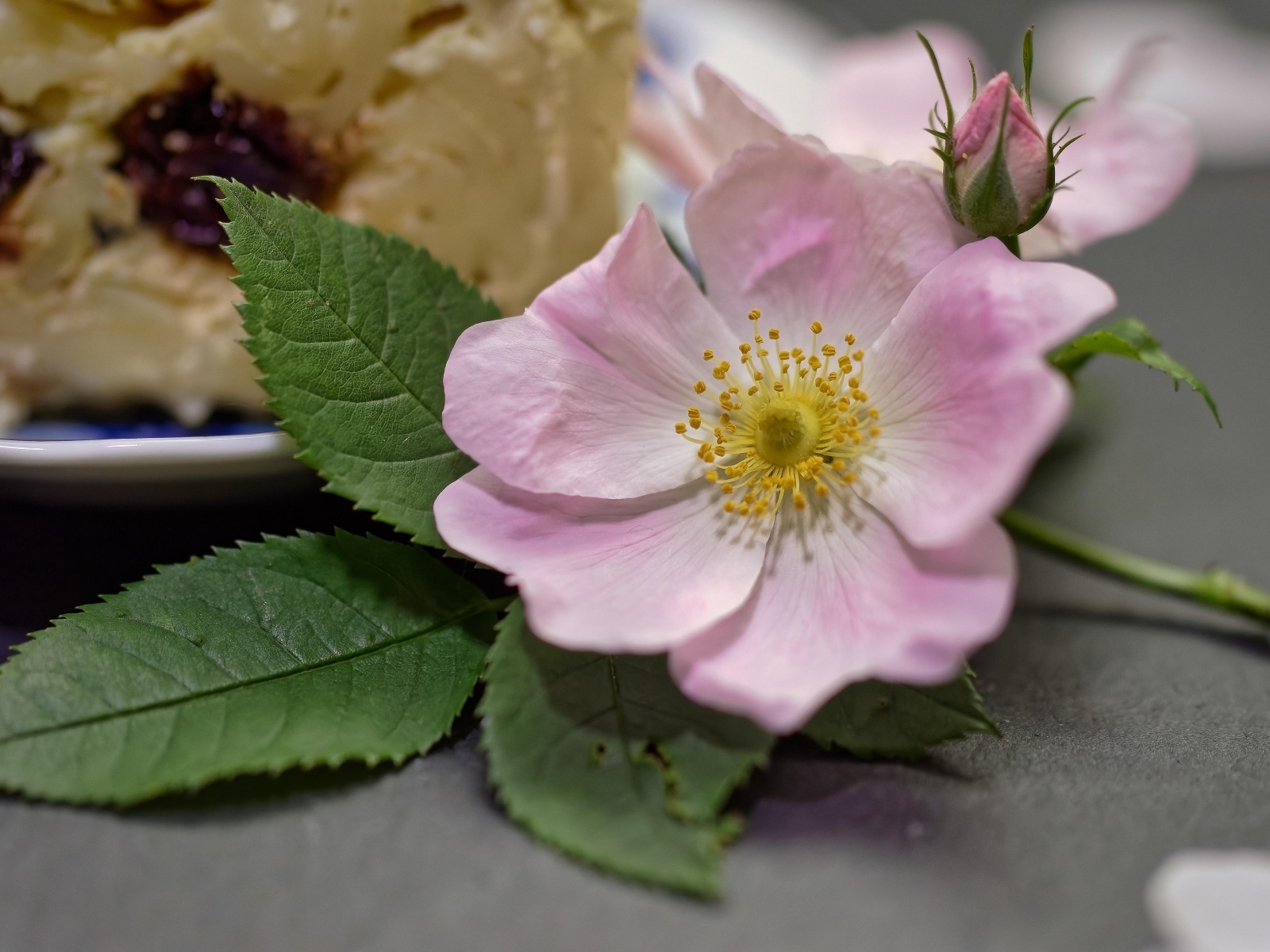 Розовый цветок шиповника с бутоном и зелеными листьями на столе