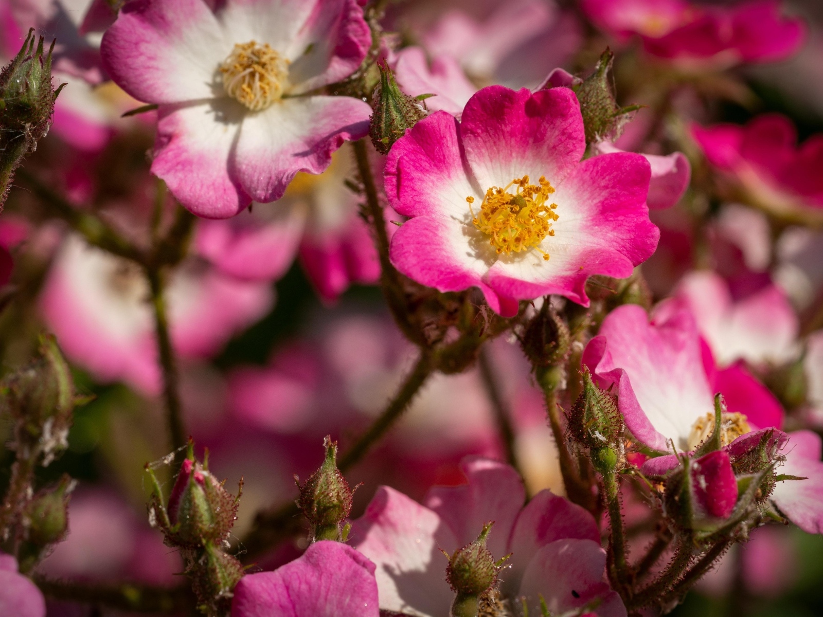 Розовые цветы шиповника крупным планом