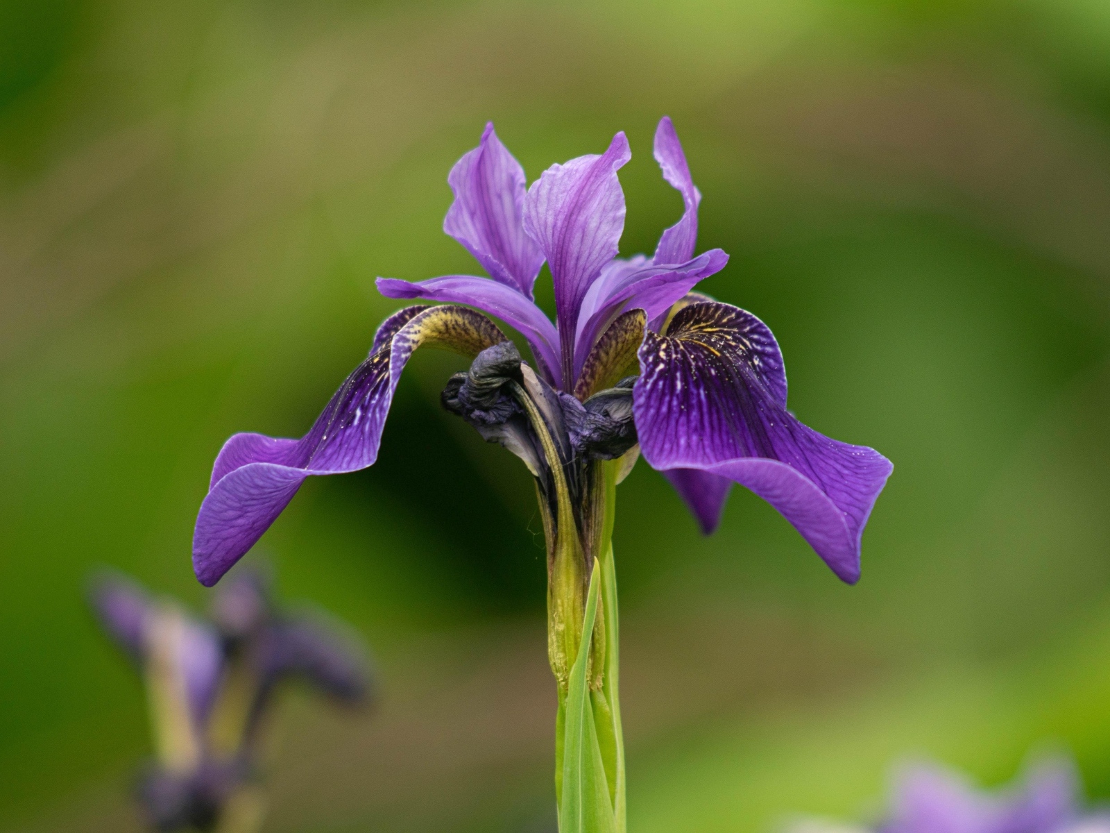 Фиолетовый цветок ириса крупным планом