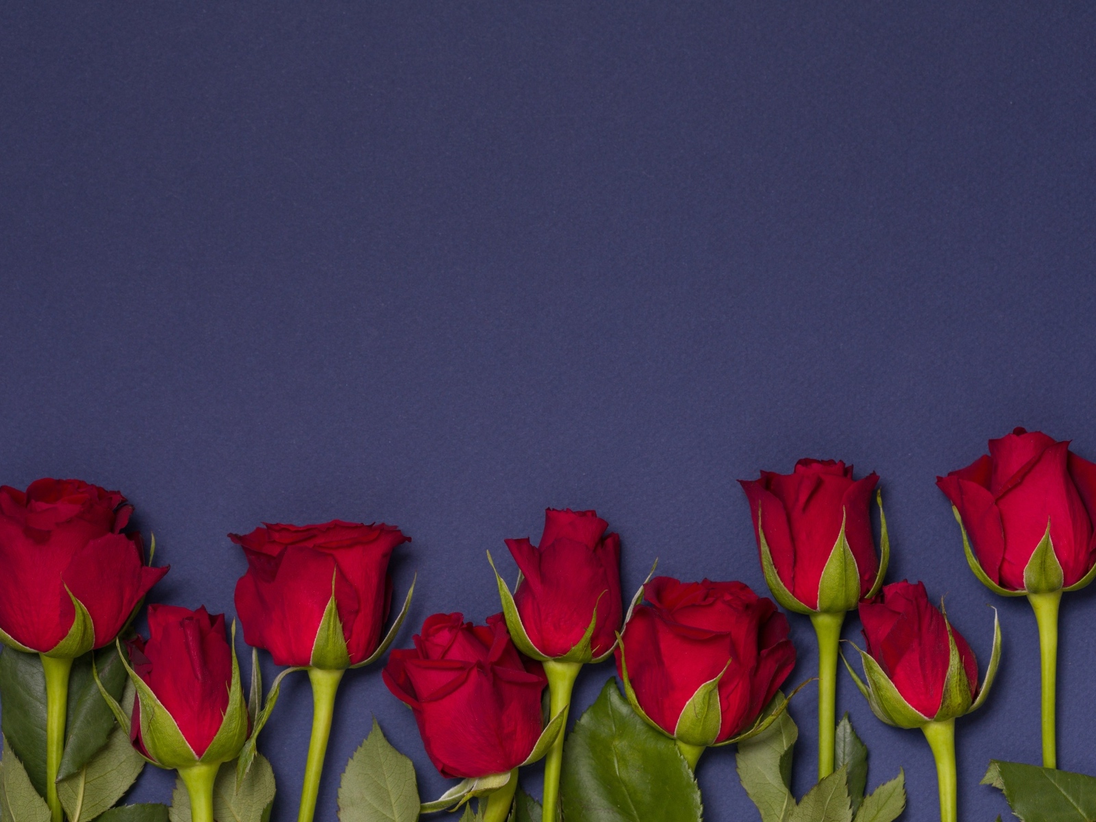 Красные английские розы на синем фоне