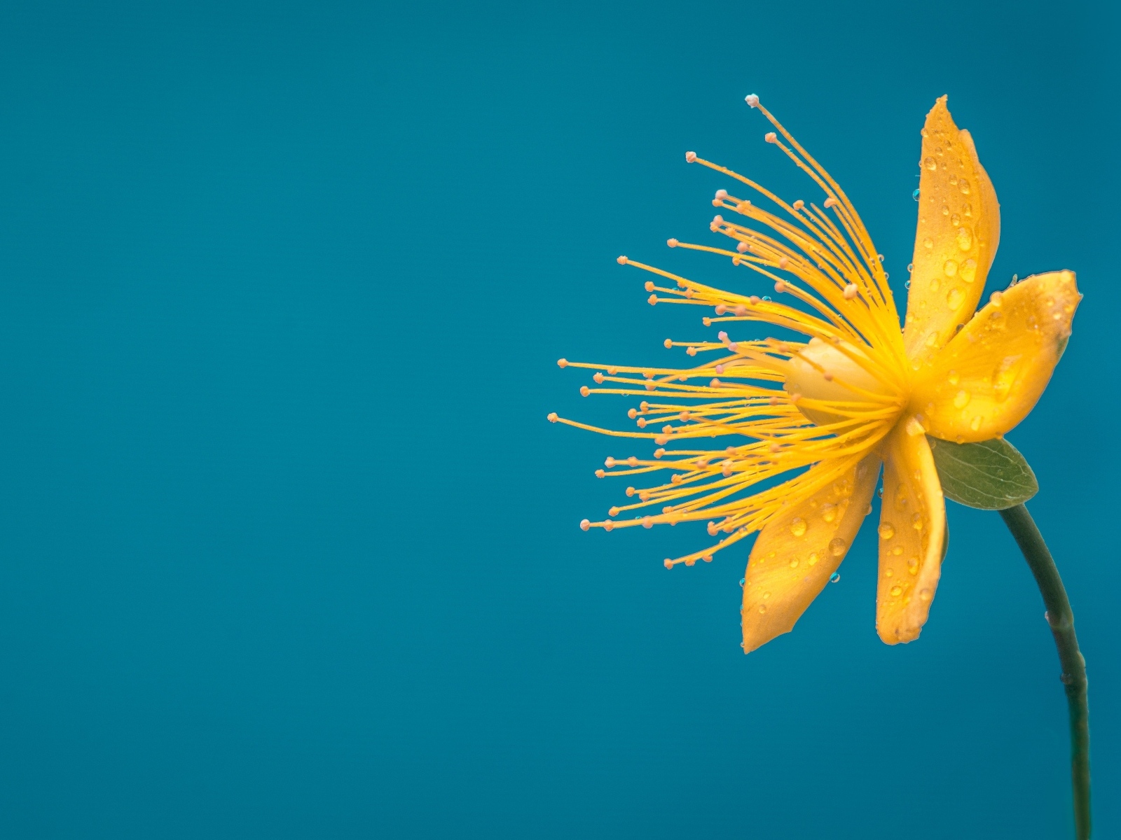 Маленький желтый цветок на голубом фоне