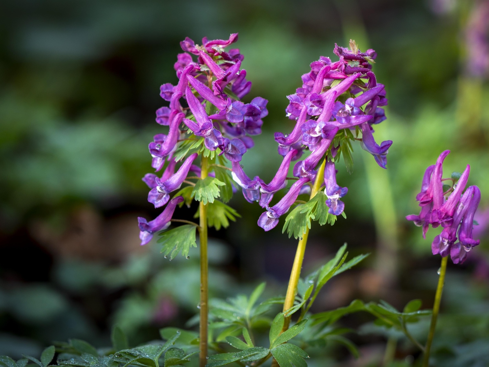 Первые весенние лесные цветы