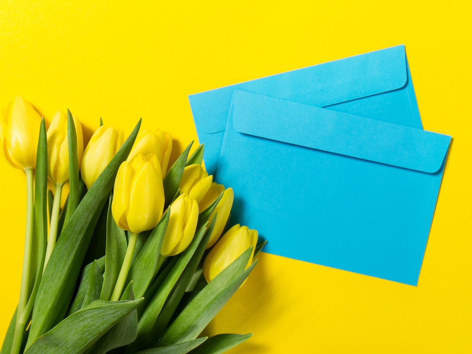 Два синих конверта с тюльпанами на желтом фоне