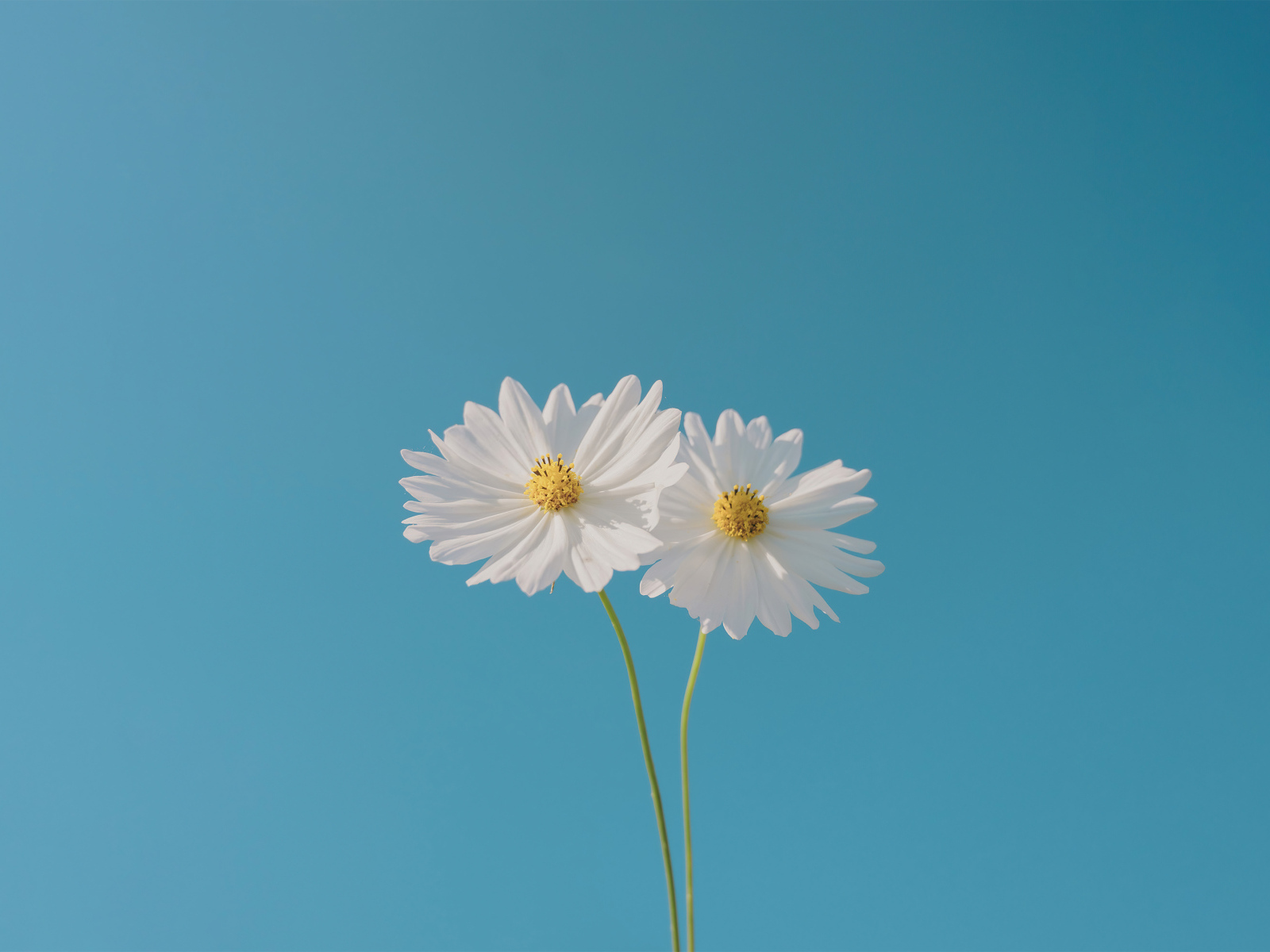 Два белых цветка космеи на голубом фоне