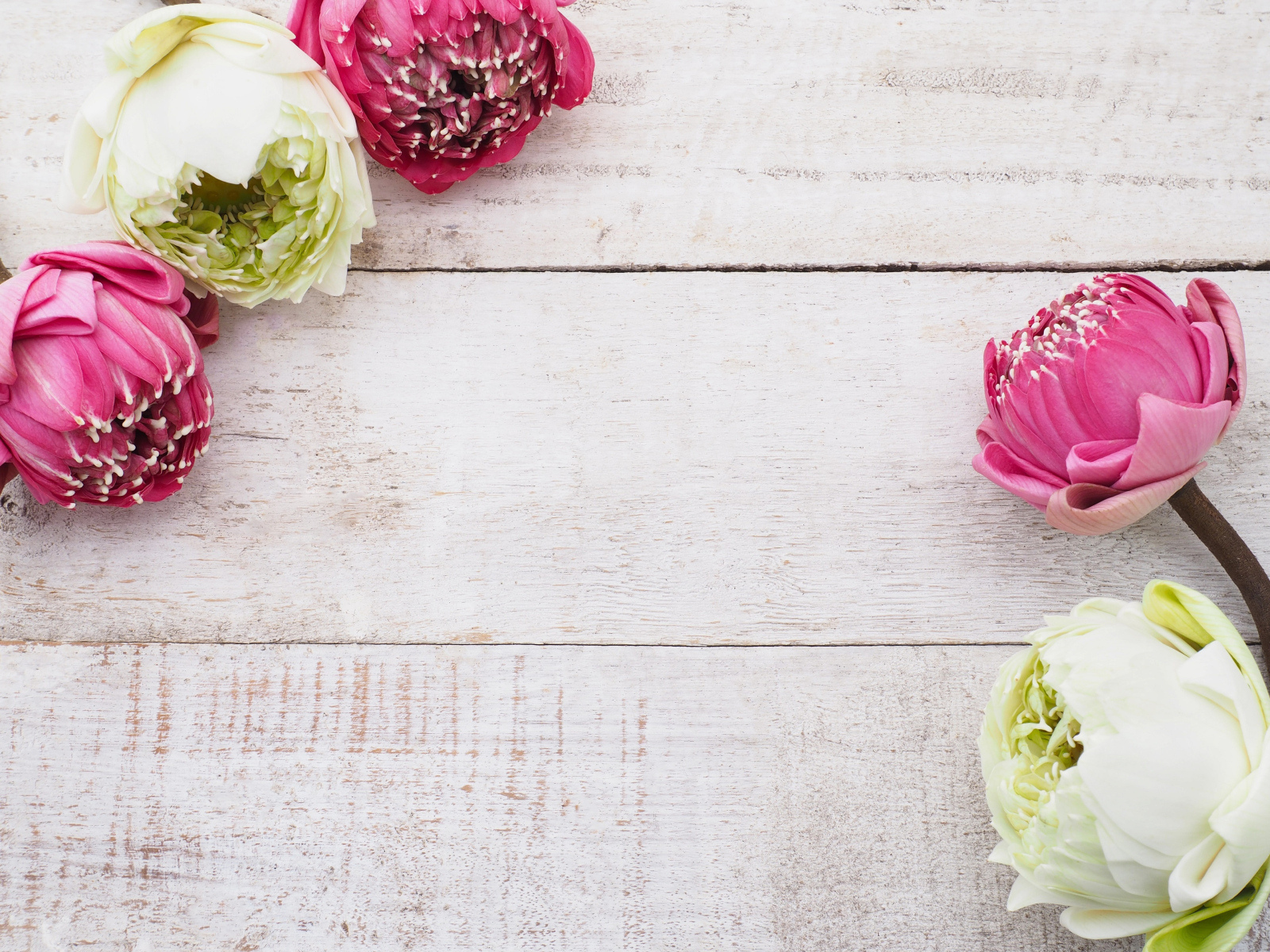 Цветы белого и розового лотоса на деревянном фоне