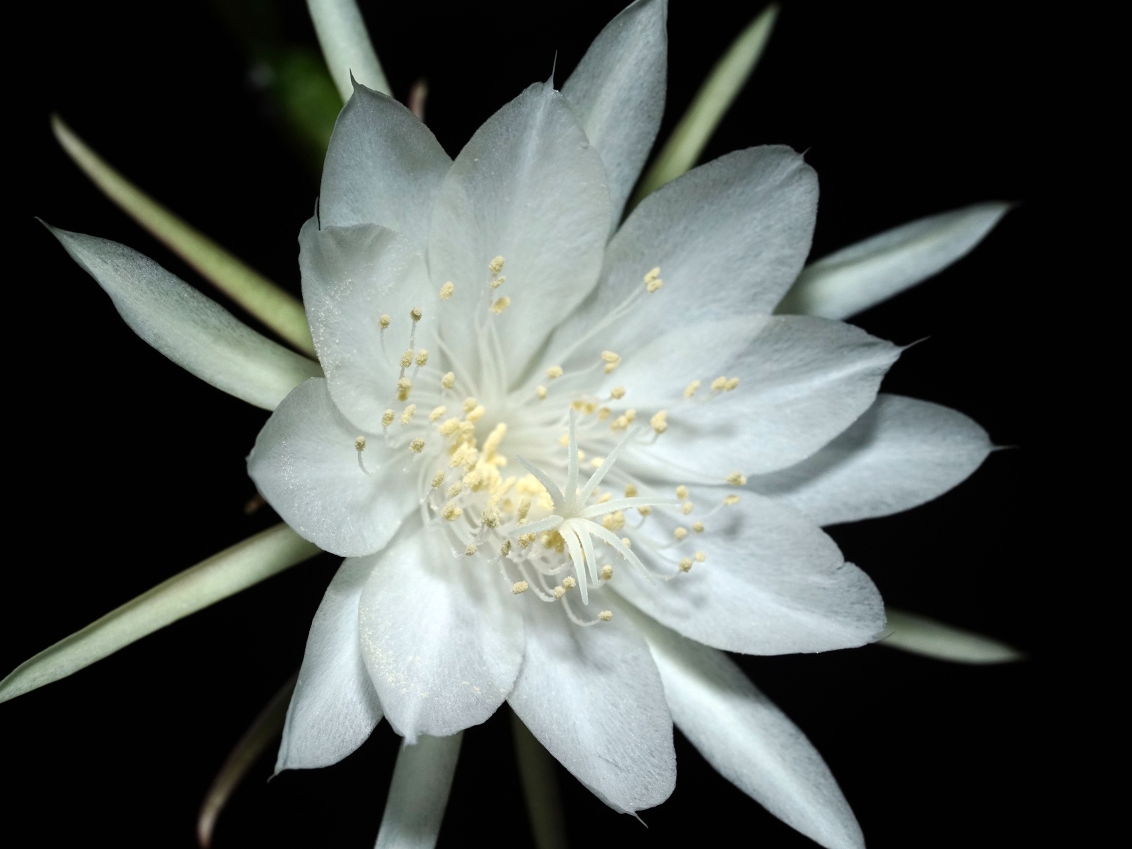 Белый цветок кактуса на черном фоне