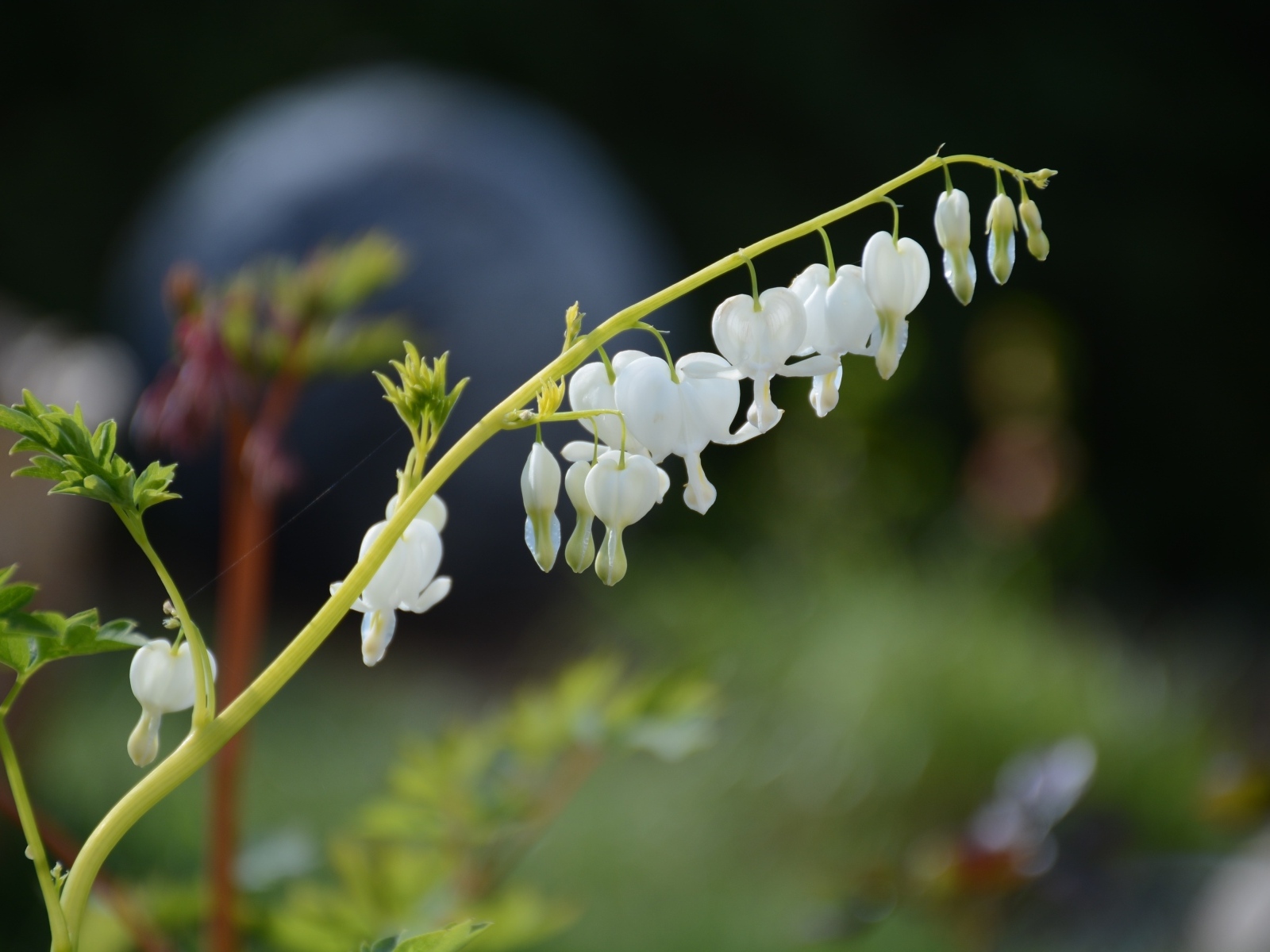 Белые нежные цветы фуксии 