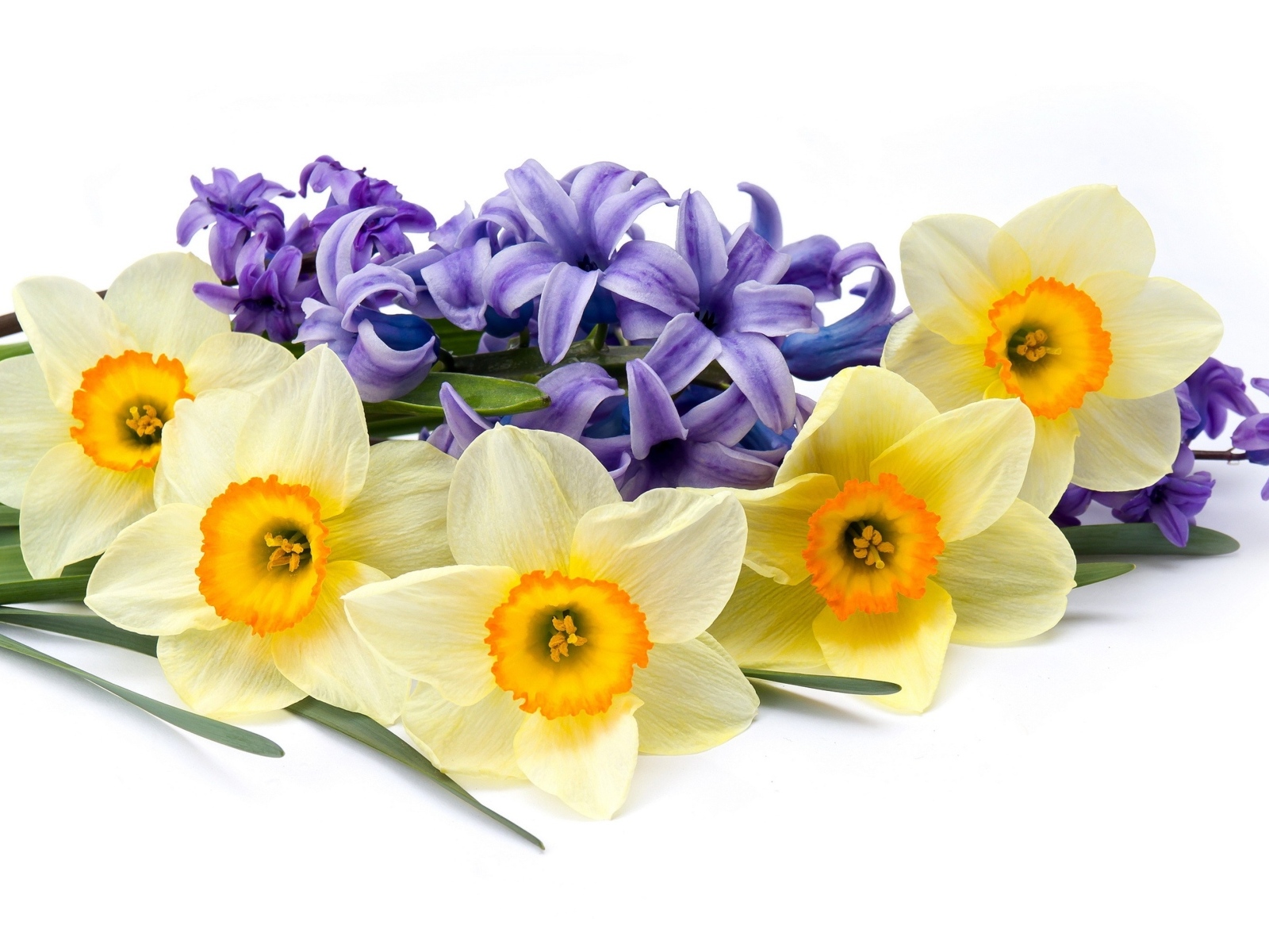 Желтые нарциссы с синим гиацинтом на белом фоне