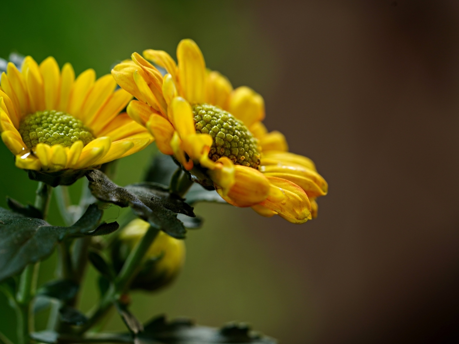 Желтые ромашковидные хризантемы с бутонами
