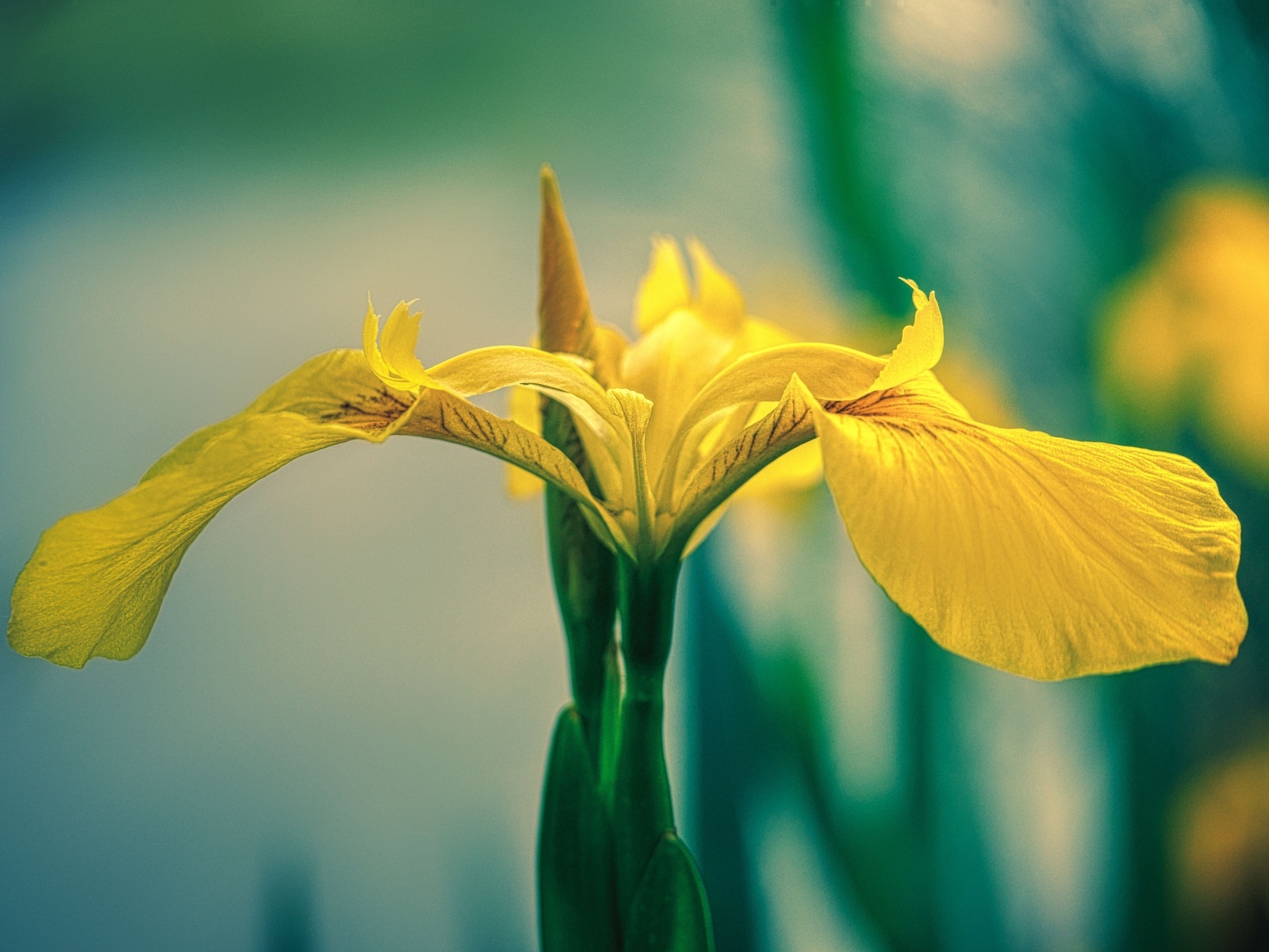 Желтый цветок ириса крупным планом