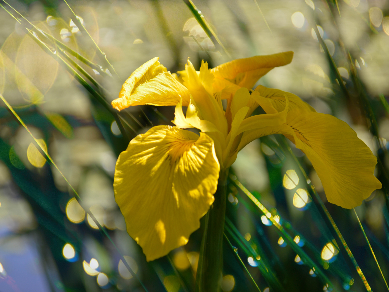 Желтый цветок ириса под дождем