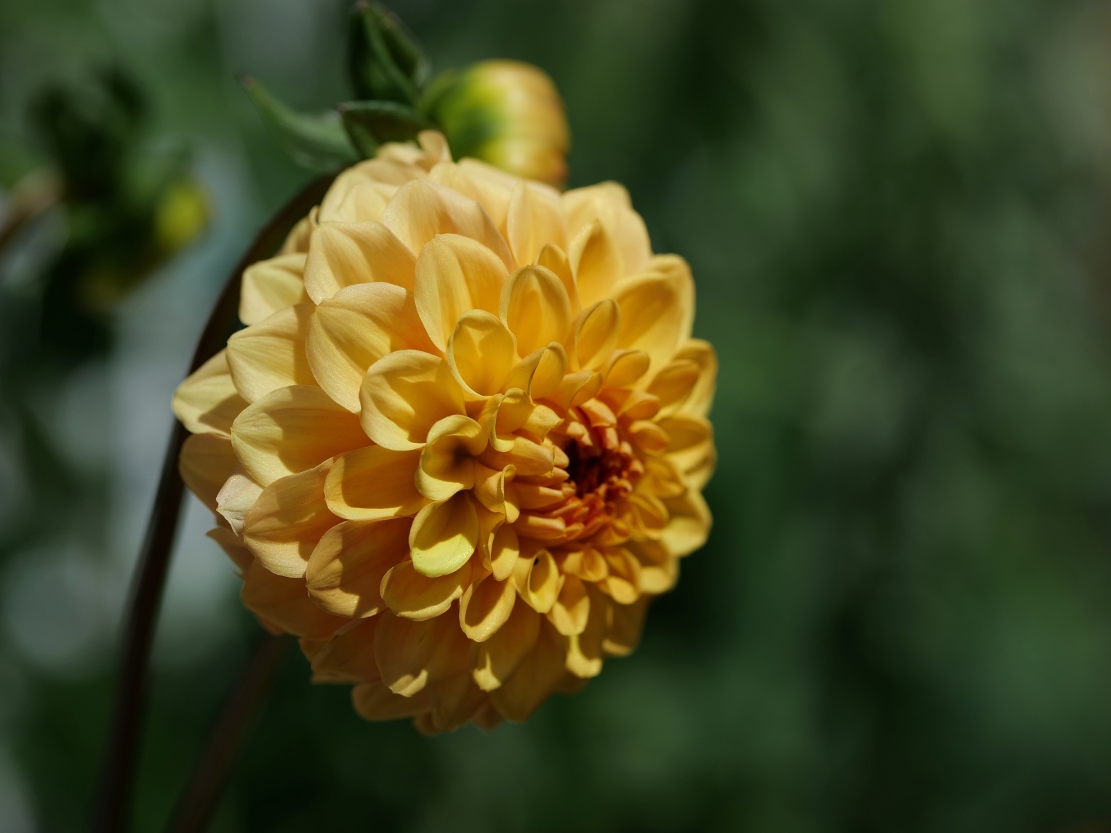 Желтый крупный цветок георгин вблизи