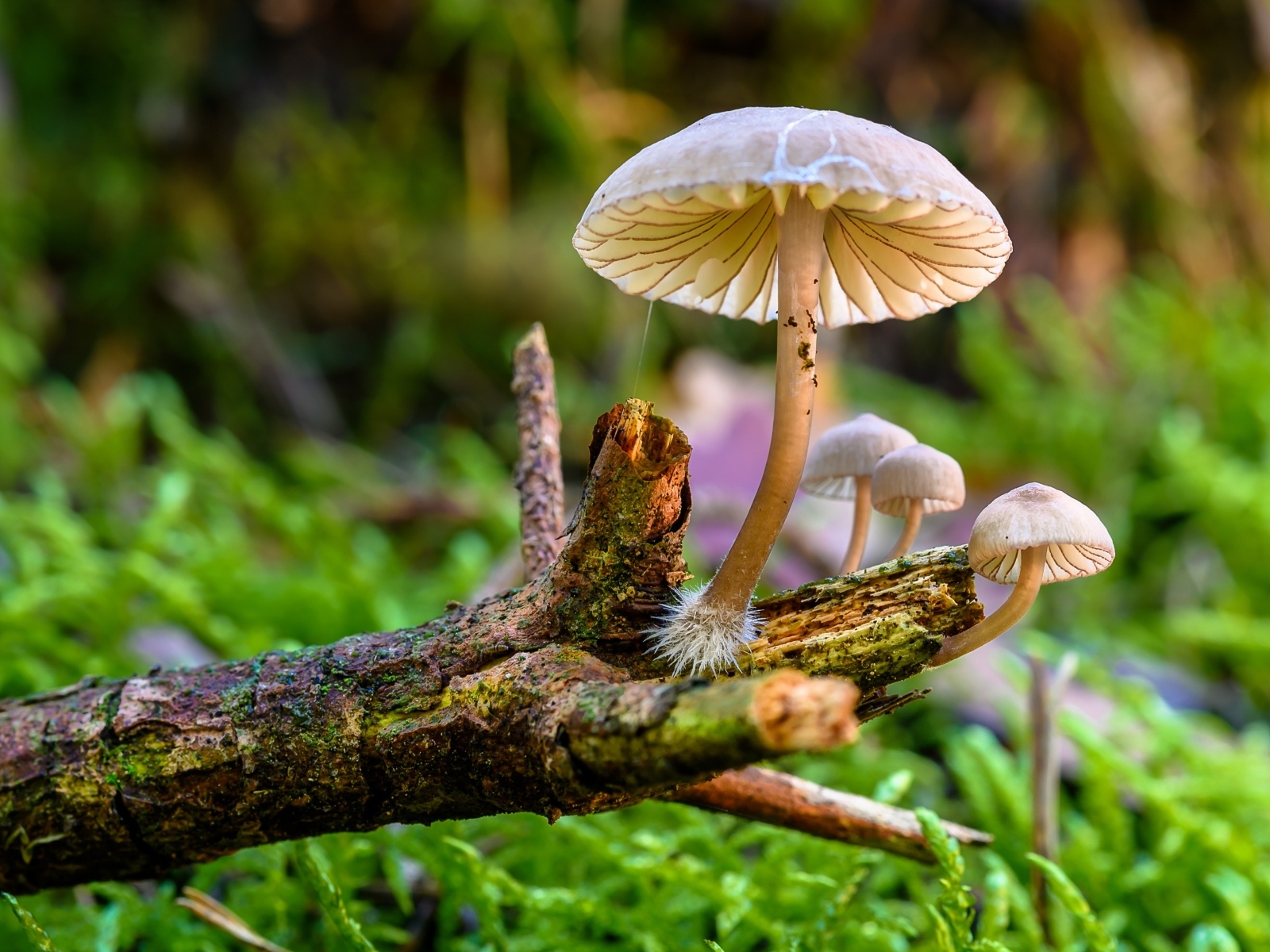 Грибы поганки на гнилой ветке