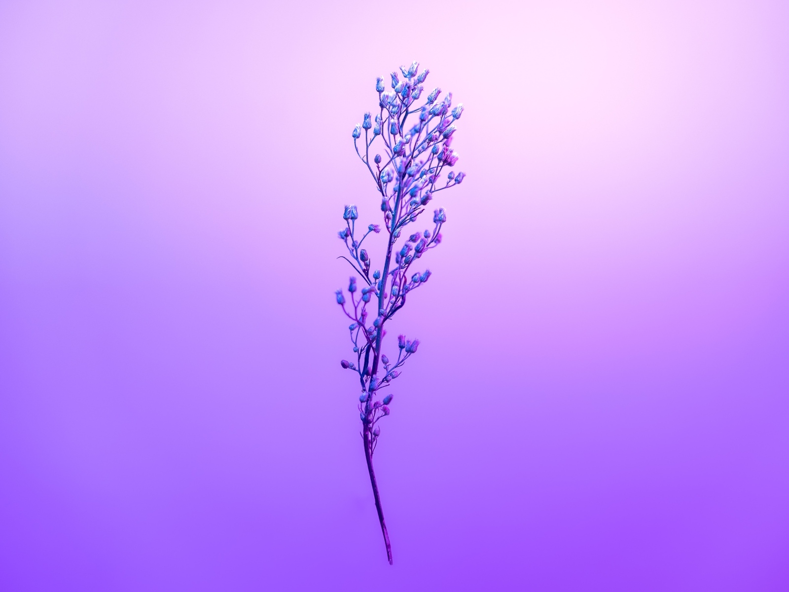 Ветка полевого растения на фиолетовом фоне