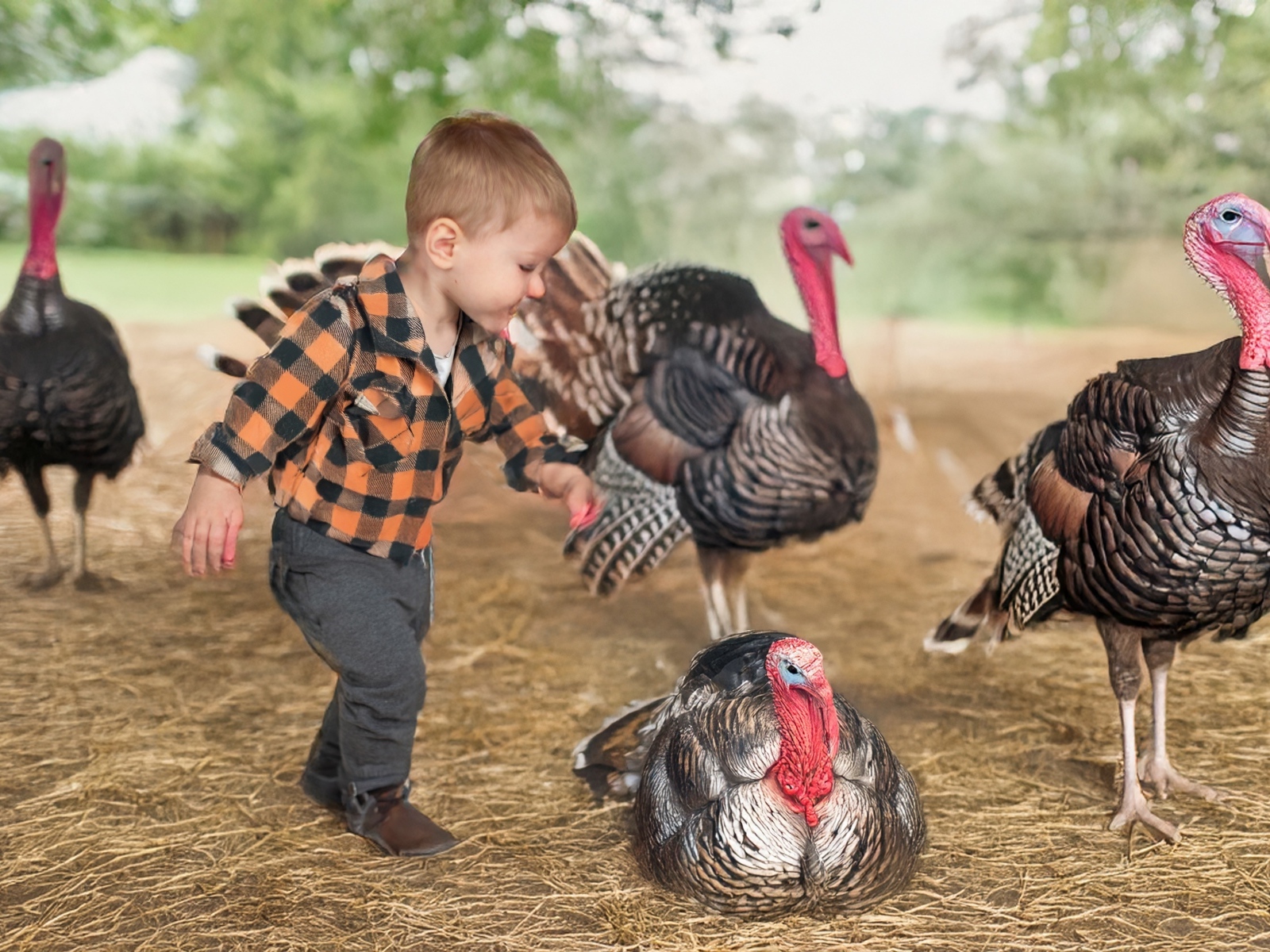 Маленький мальчик играет с индюками на ферме