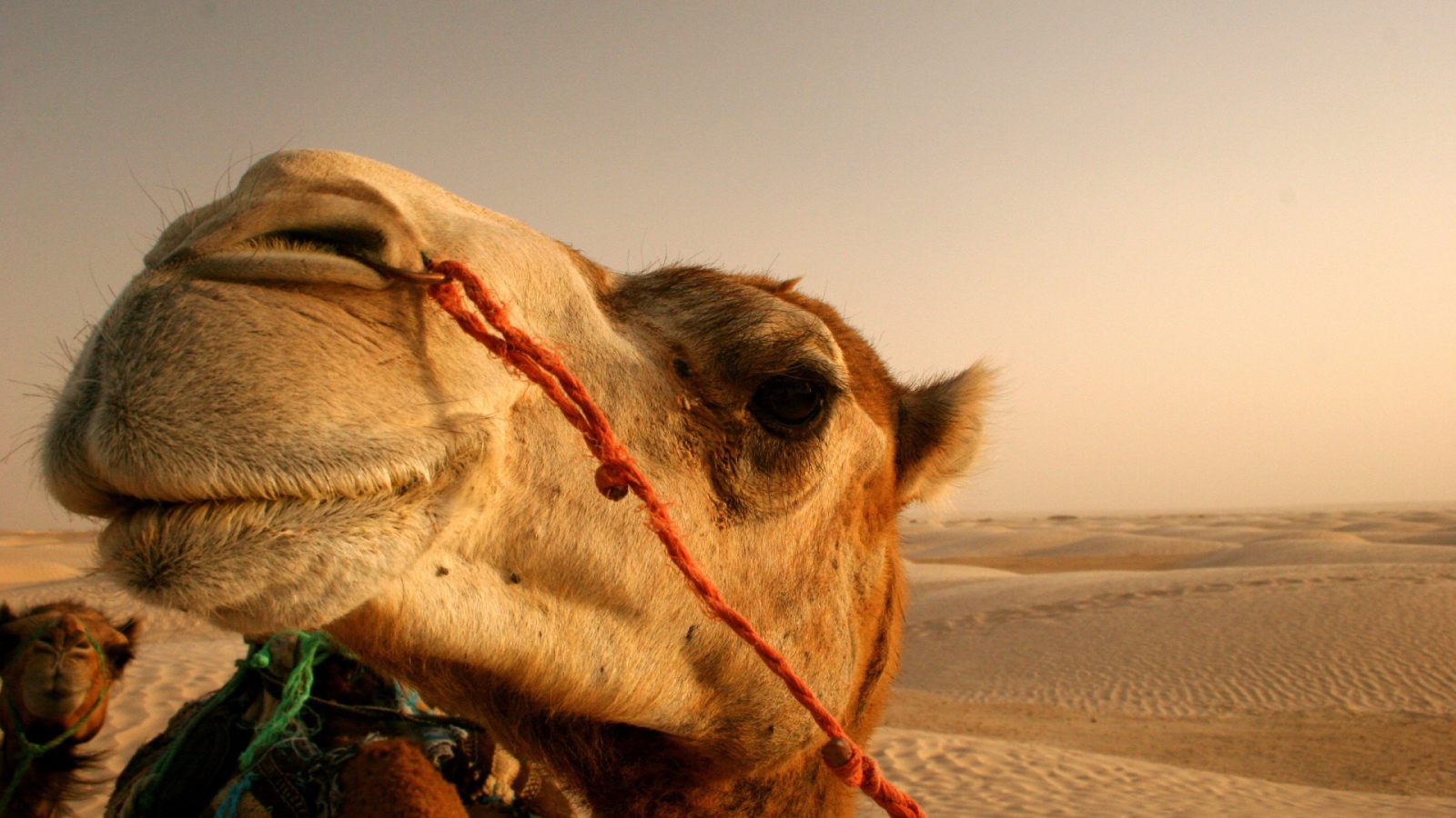 Смешной верблюд