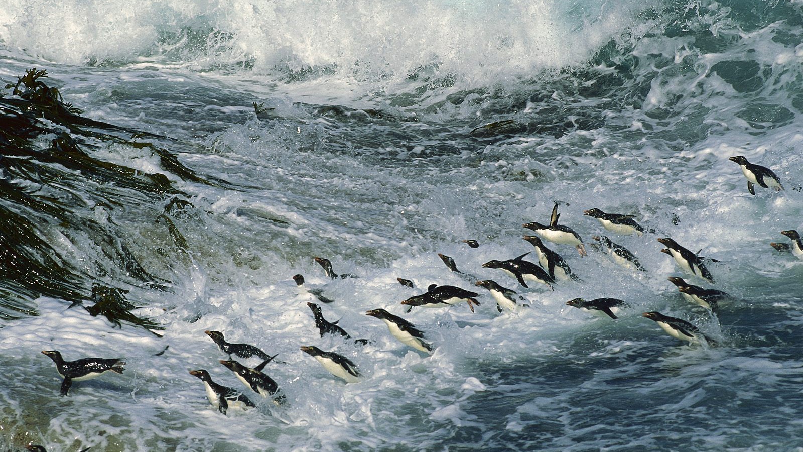 Множество пингвинов