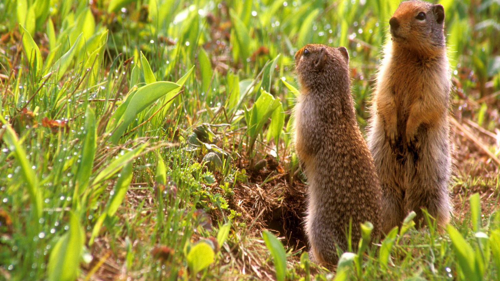 Зверьки на задних лапах